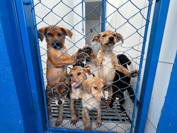DABA reforça campanha de adoção e alerta para queda na procura por cães em Itapema